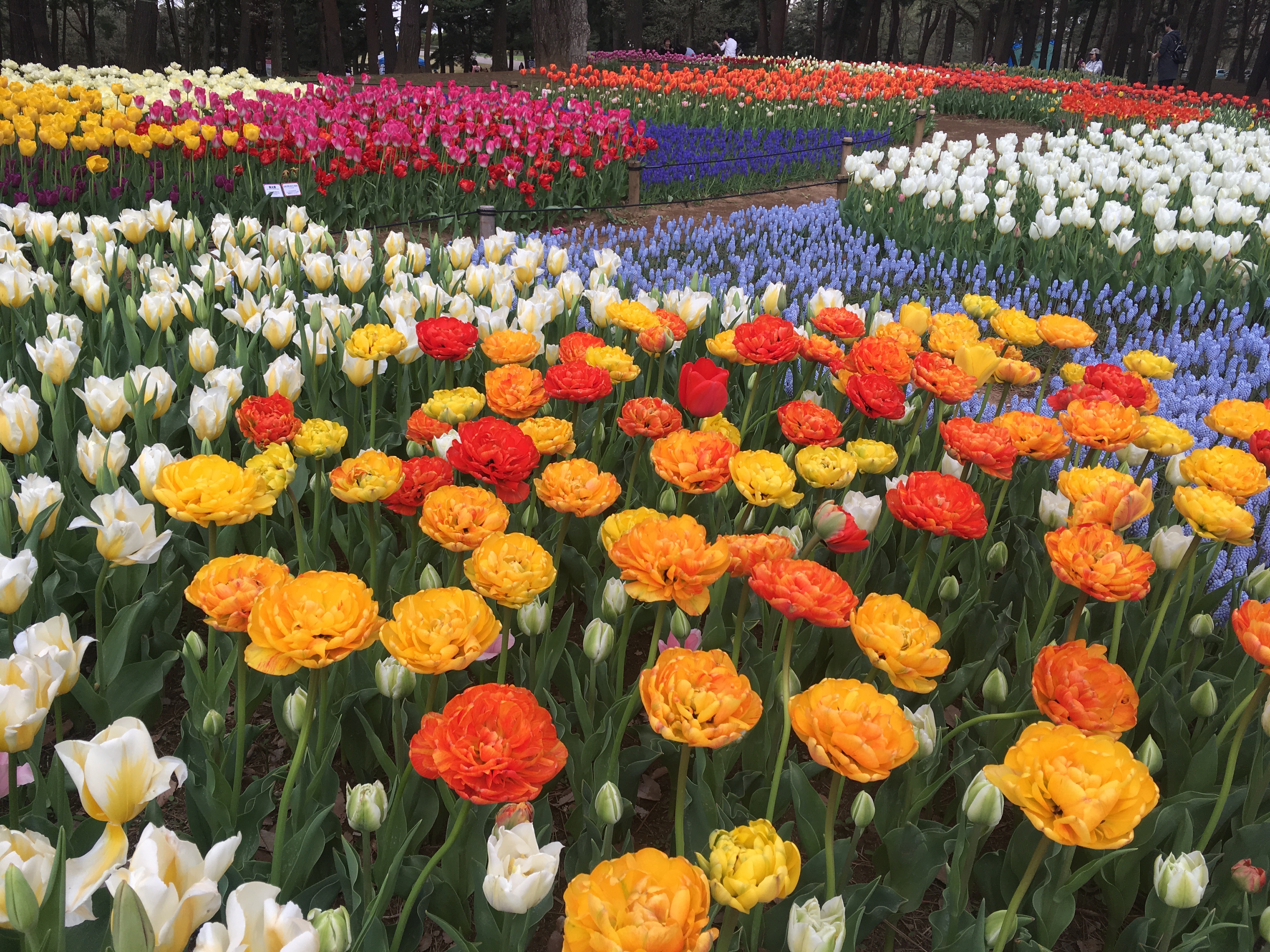 花！ひたち海浜公園