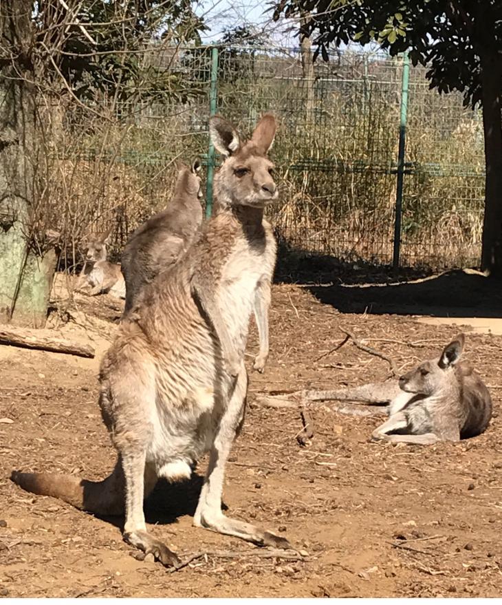 こども動物自然公園 ♬