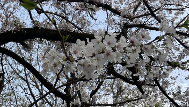 桜満開