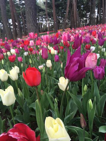 花！ひたち海浜公園