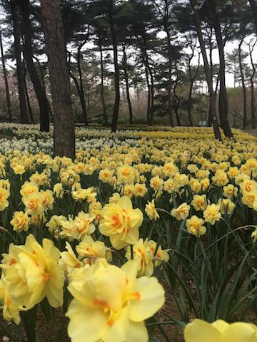 花！ひたち海浜公園