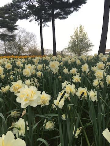 花！ひたち海浜公園