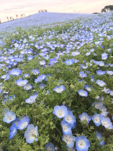 花！ひたち海浜公園